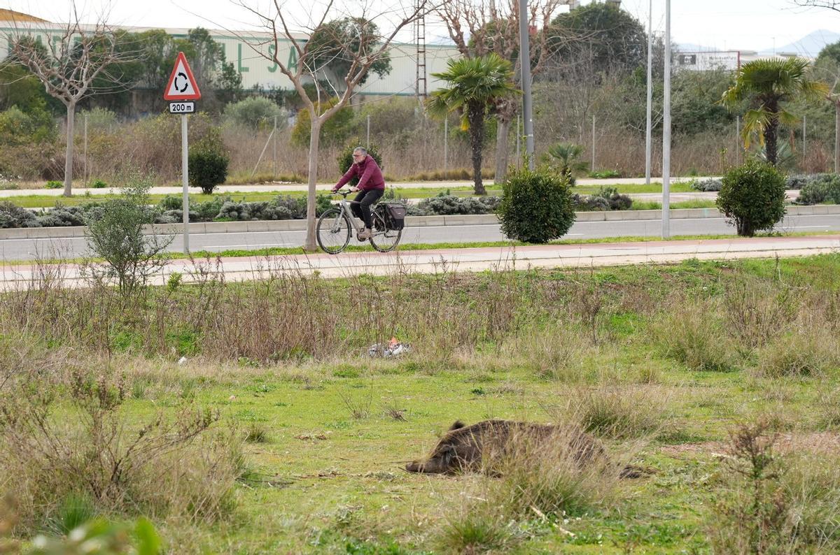 El cadáver ha aparecido a escasos metros de la calzada y el carril bici