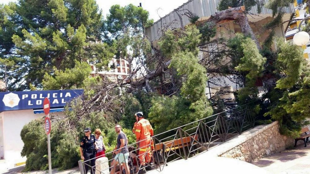 Dos heridas al caer un pino de grandes dimensiones en Cullera