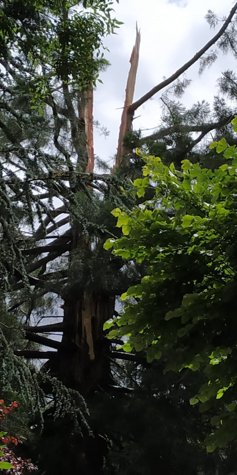 Un llamp trenca una sequoia centenària a Sant Joan de les Abadesses