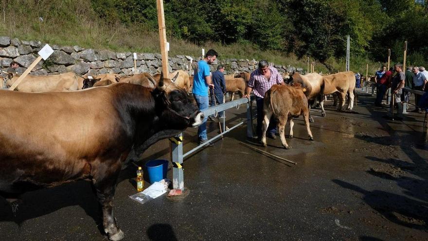 Riosa abre sus fiestas del Rosario con un mercado de ganado en La Ará