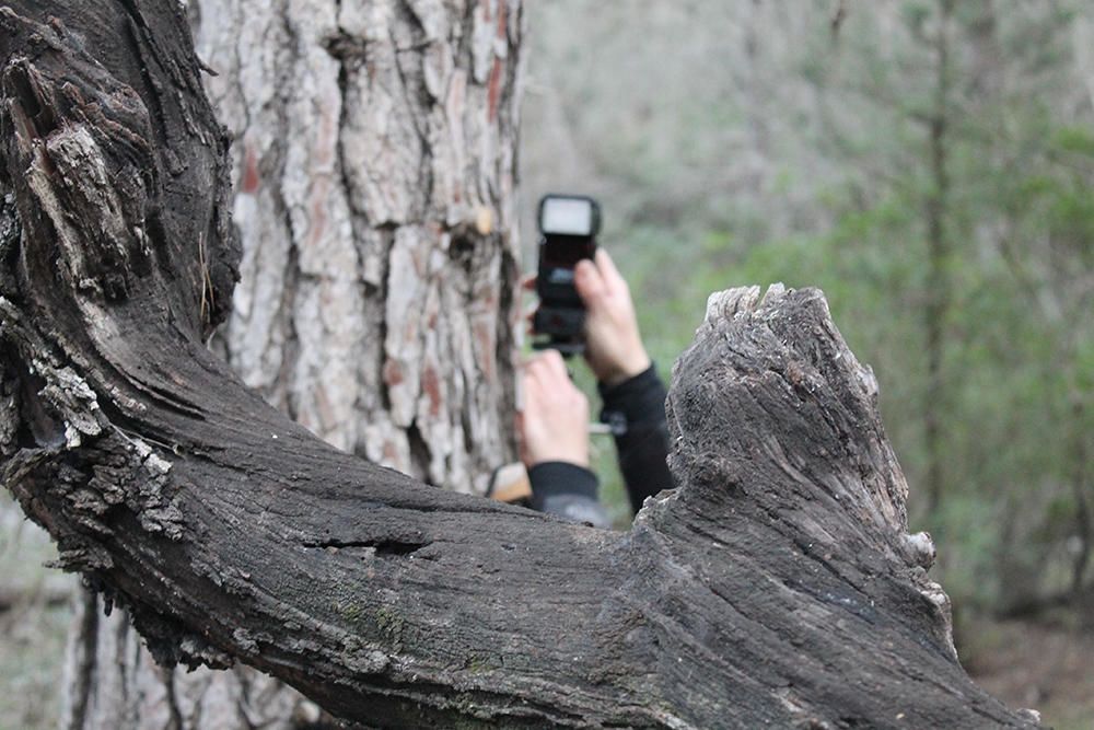 Fotograf Oliver Martínez gelingt Foto von Ginsterkatze