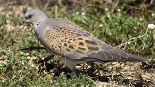 Extremadura vuelve a permitir la caza de la tórtola europea
