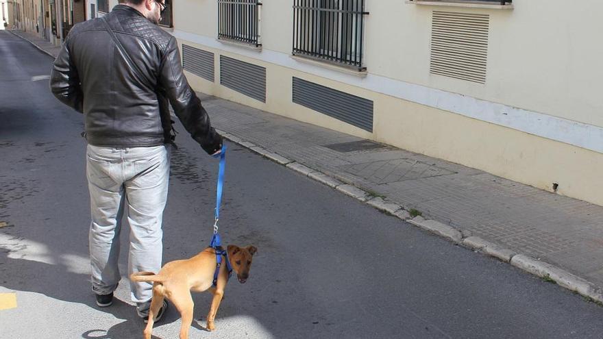 Un vecino de Campillos paseando a su perro.