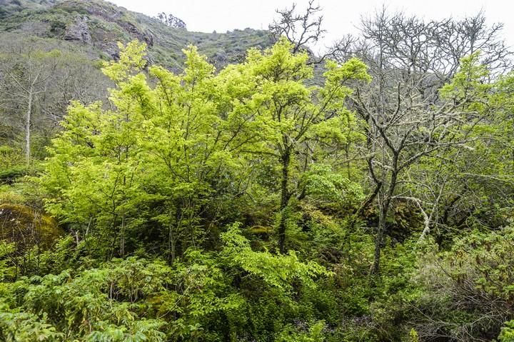 NACIENTES DE AGUA EN EL BARRANCO DE LA VIRGEN