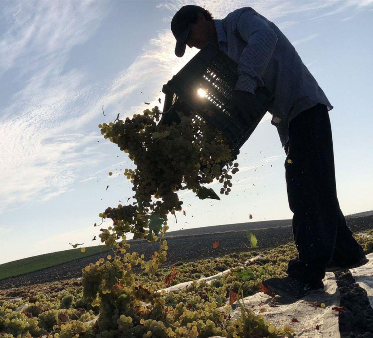 Bajo el sol 8 Un trabajador de Bodegas Robles vierte la uva en la pasera.