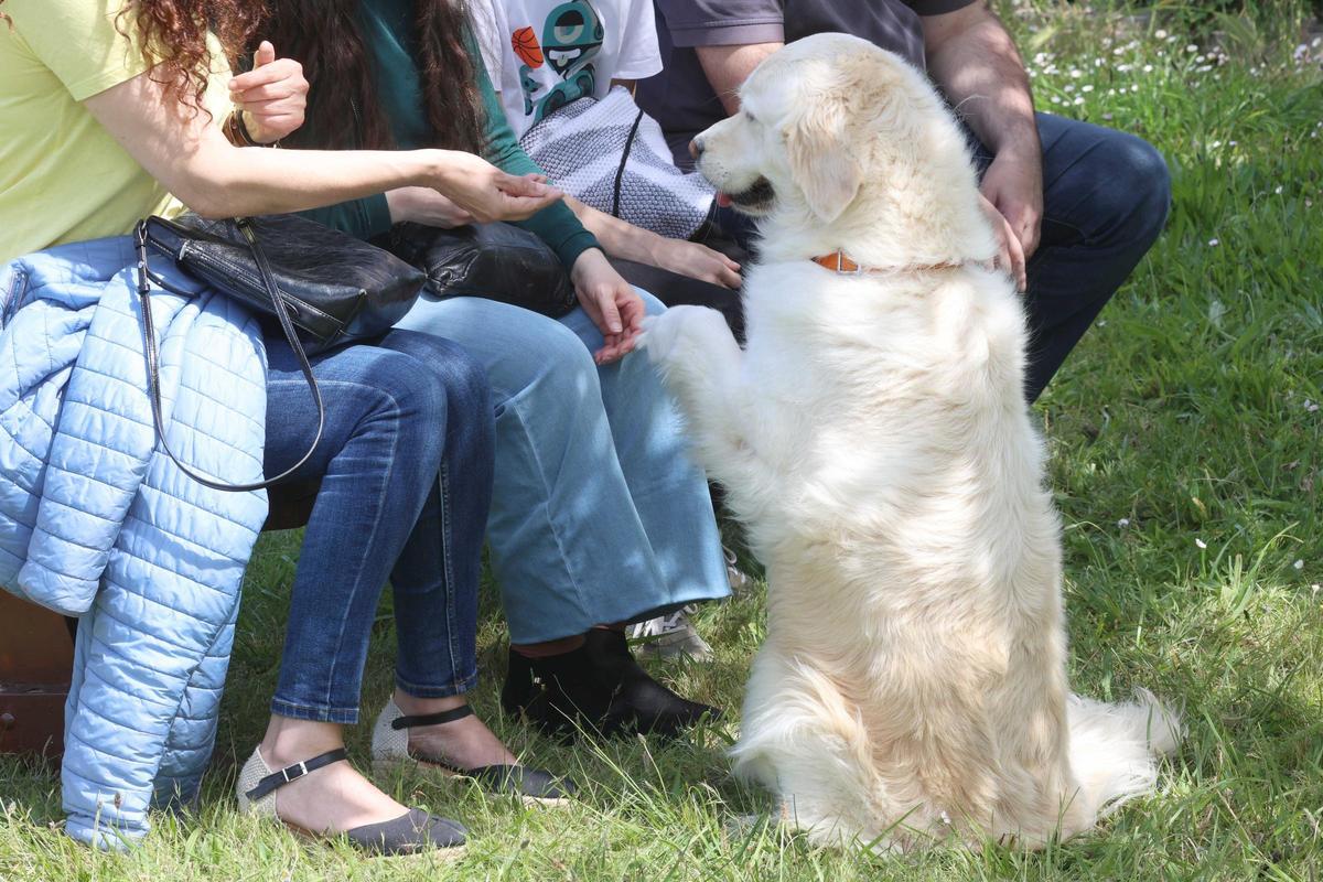 Un momento de la terapia asistida con perros, este jueves, en el Hospital de Oza (Chuac), en A Coruña.