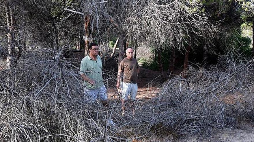 La pinada de La Marina, en una imagen tomada el pasado verano, mantiene hoy en día un aspecto similar o peor por la falta de conservación y mantenimiento.