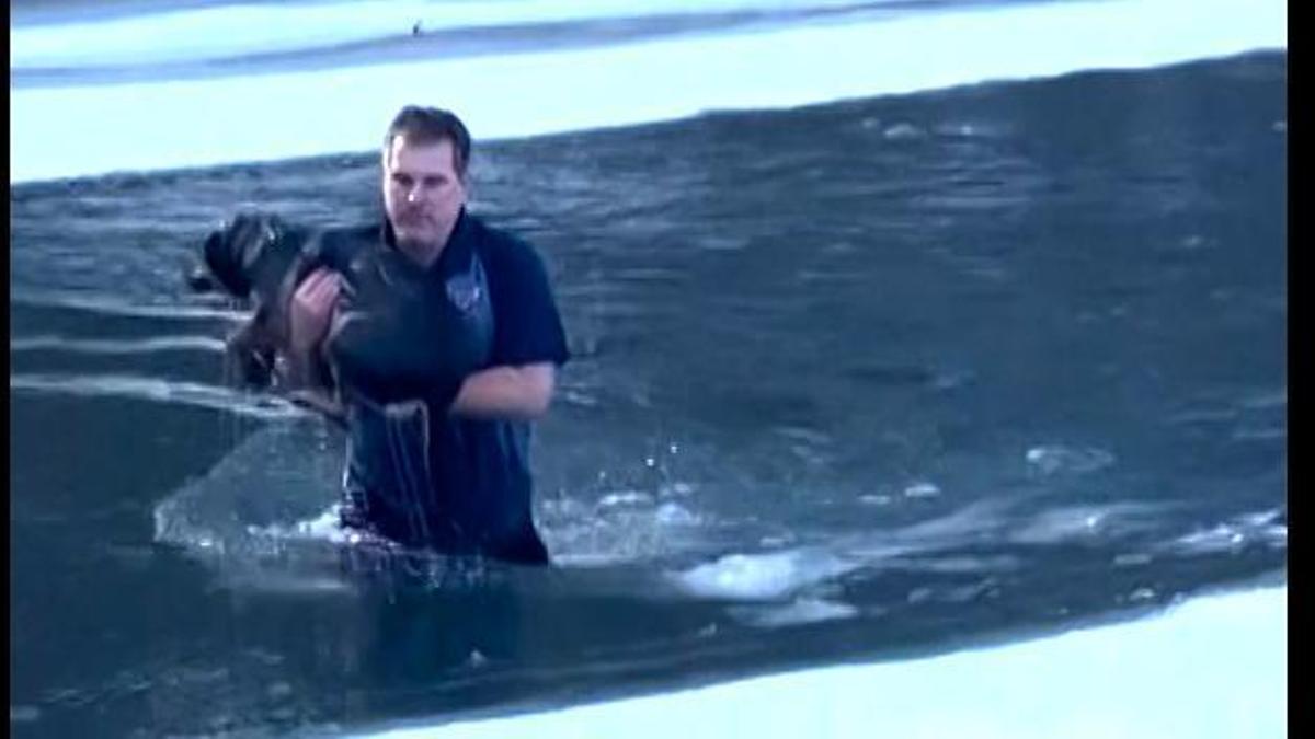 Impresionante rescate a un perro que cayó a un río helado en Vermont