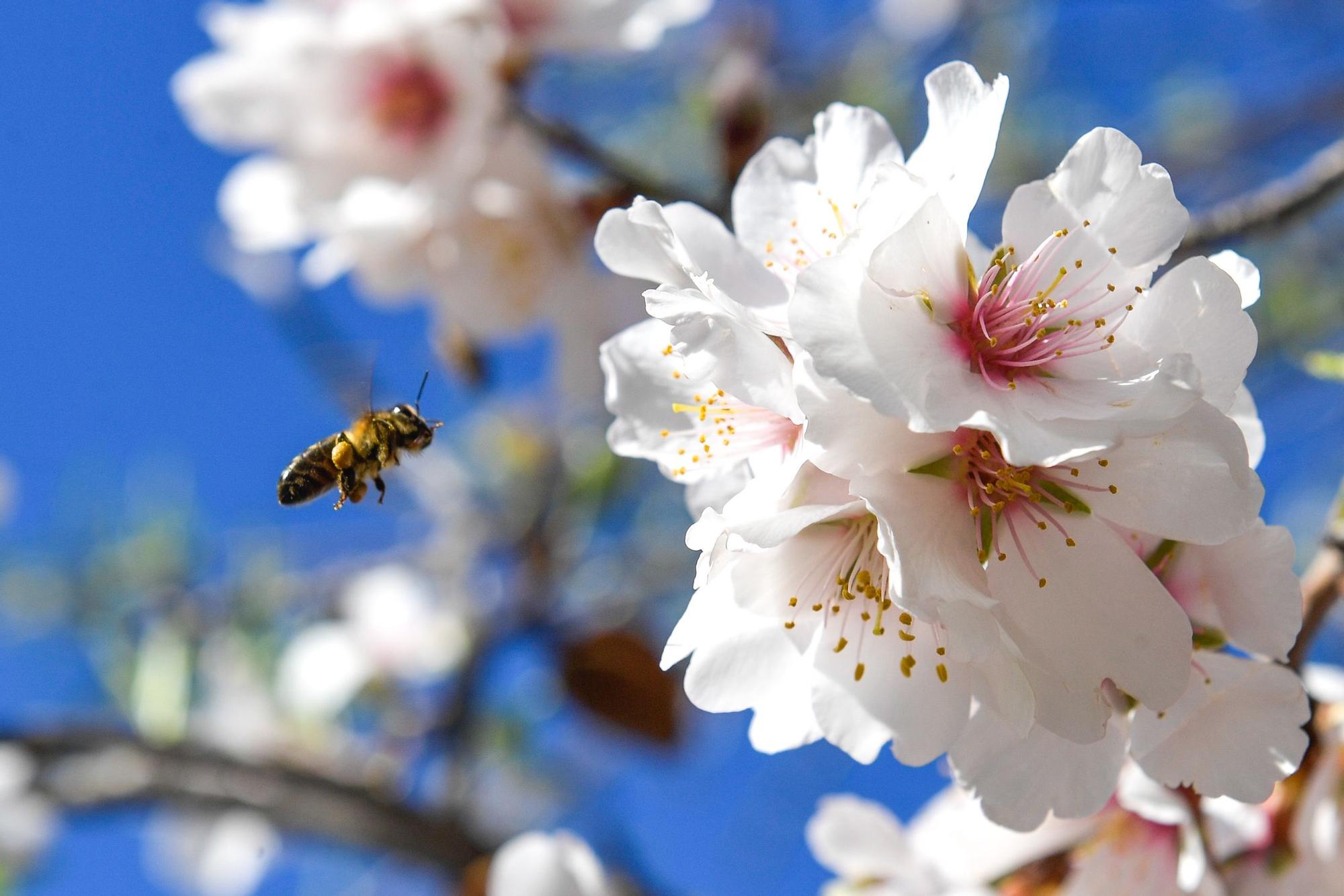 Almendros en flor en Tejeda