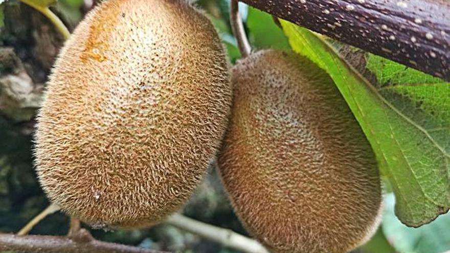 El Bajo Nalón prevé una cosecha de kiwi de 12.000 toneladas y excelente calidad