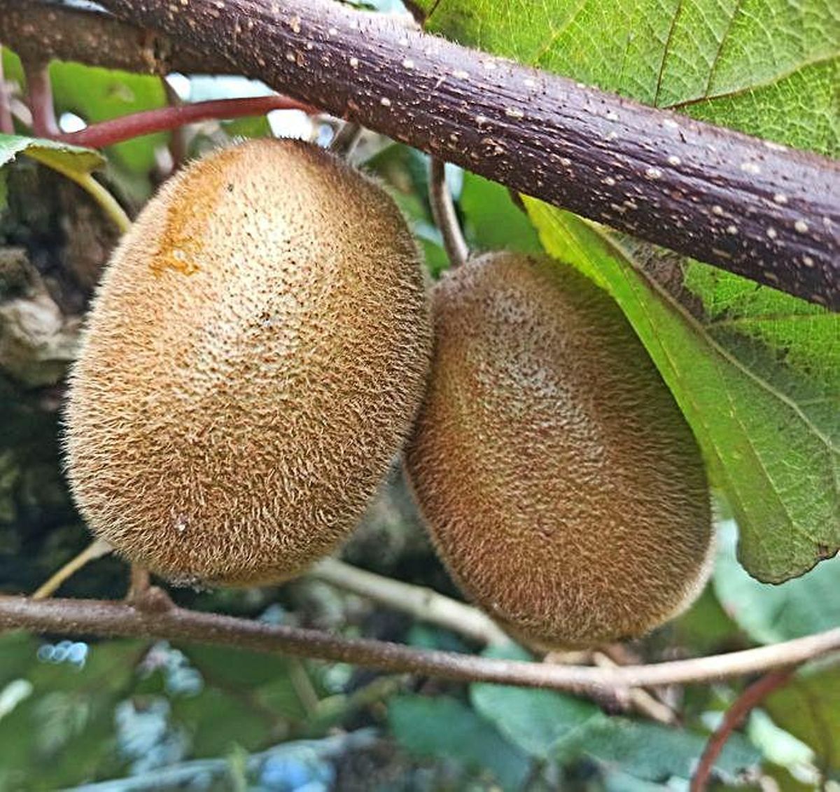 El Bajo Nalón prevé una cosecha de kiwi de 12.000 toneladas y excelente calidad