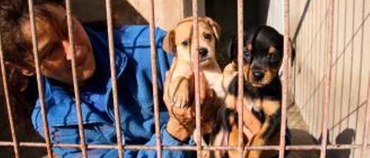 Alcoi potencia la adopción de perros y gatos en otros países por el alto nivel de abandonos