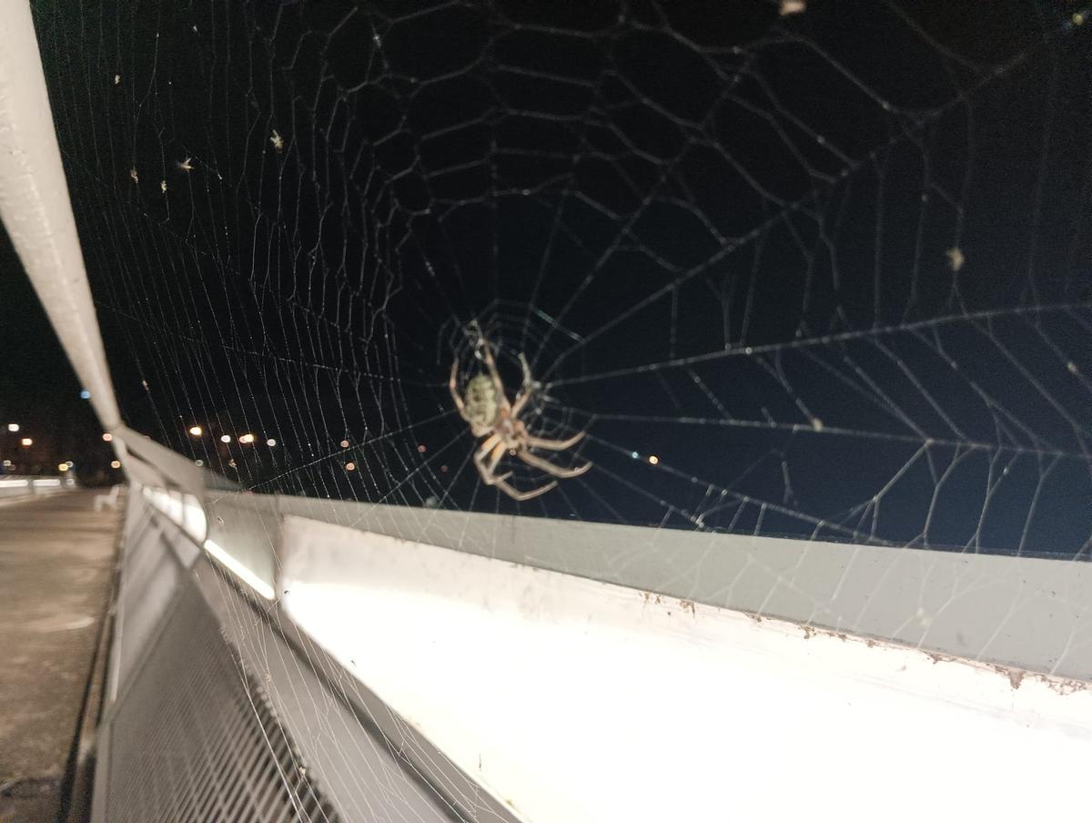 Fotogalería | Las arañas del puente Lusitania de Mérida