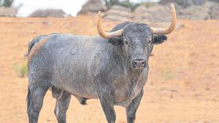 Almassora se adelanta y compra el toro que quería media España