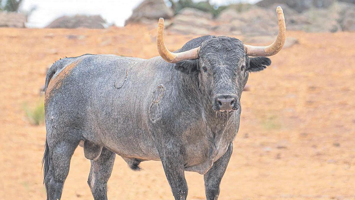 Foto de 'Jardinero', el espectacular toro de la ganadería de Adolfo Martín que acaba de comprar la peña Gent del Bou.