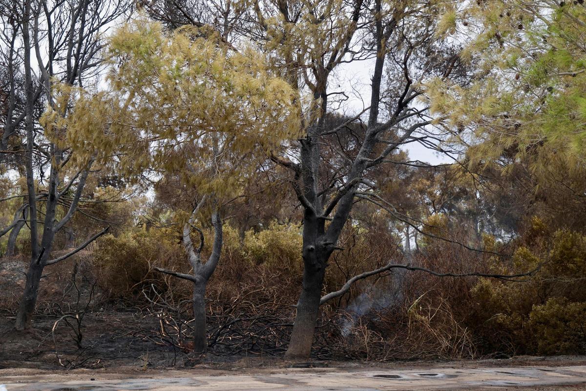 Las primeras imágenes del Saler tras el devastador incendio en la Devesa