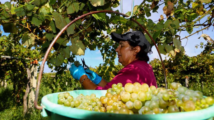 La vendimia se lanza a por los últimos 16 millones de kilos de uva