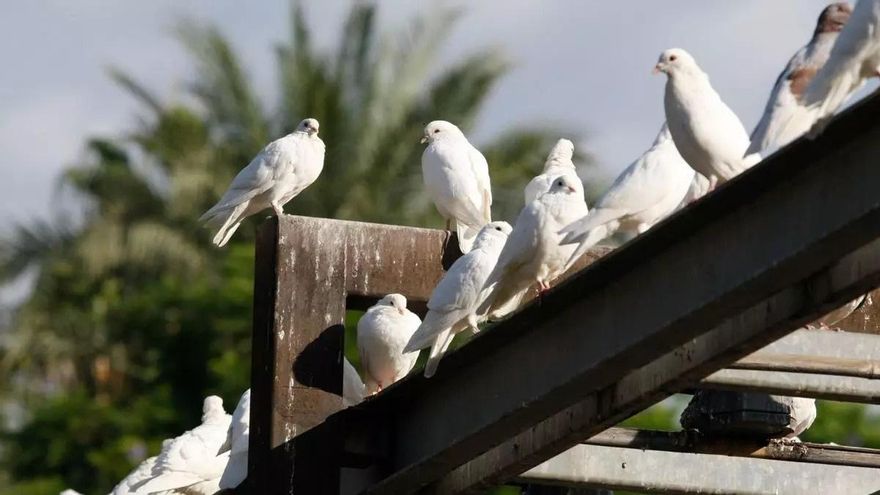 El Ayuntamiento de Puente Genil y los cazadores trabajarán para reducir la población de palomas en el casco urbano