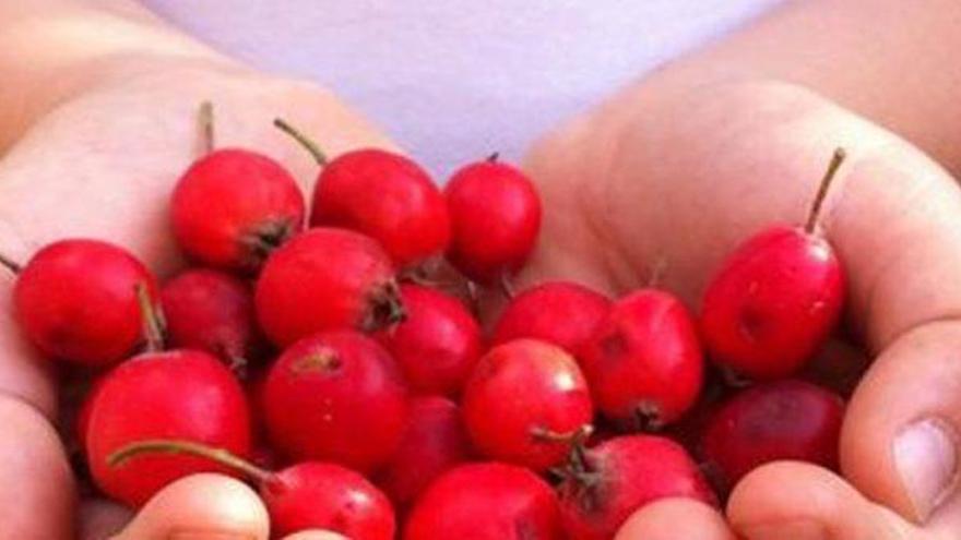 Diferencias entre escaramujo, rosa mosqueta y rosa canina