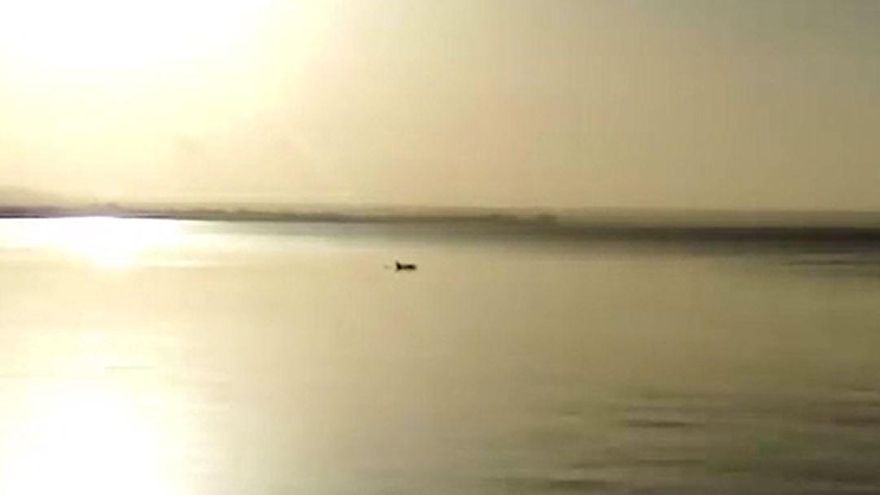 Ein Delfin in der Bucht von Palma