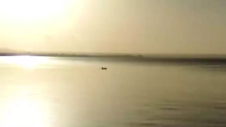 Hier springt ein Delfin in der Bucht von Palma aus dem Wasser