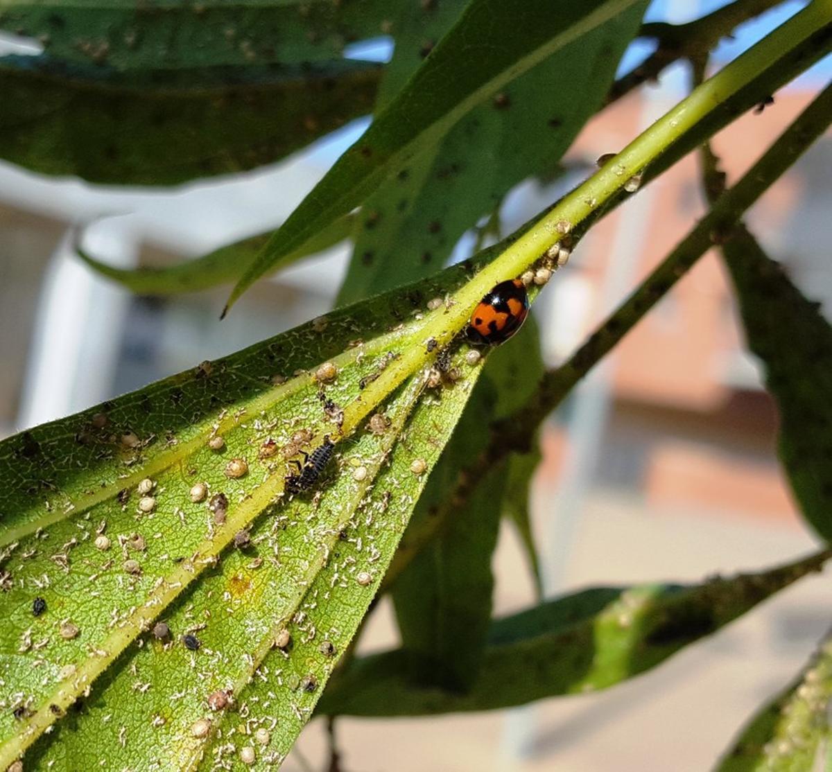 Larva y adulto de mariquita comiendo pulgón. 