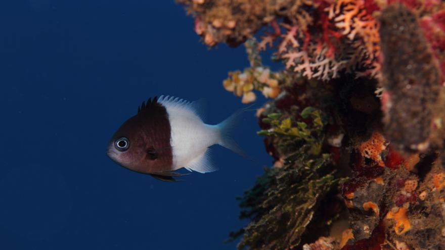 La Inteligencia Artificial puede escuchar la coral de los peces