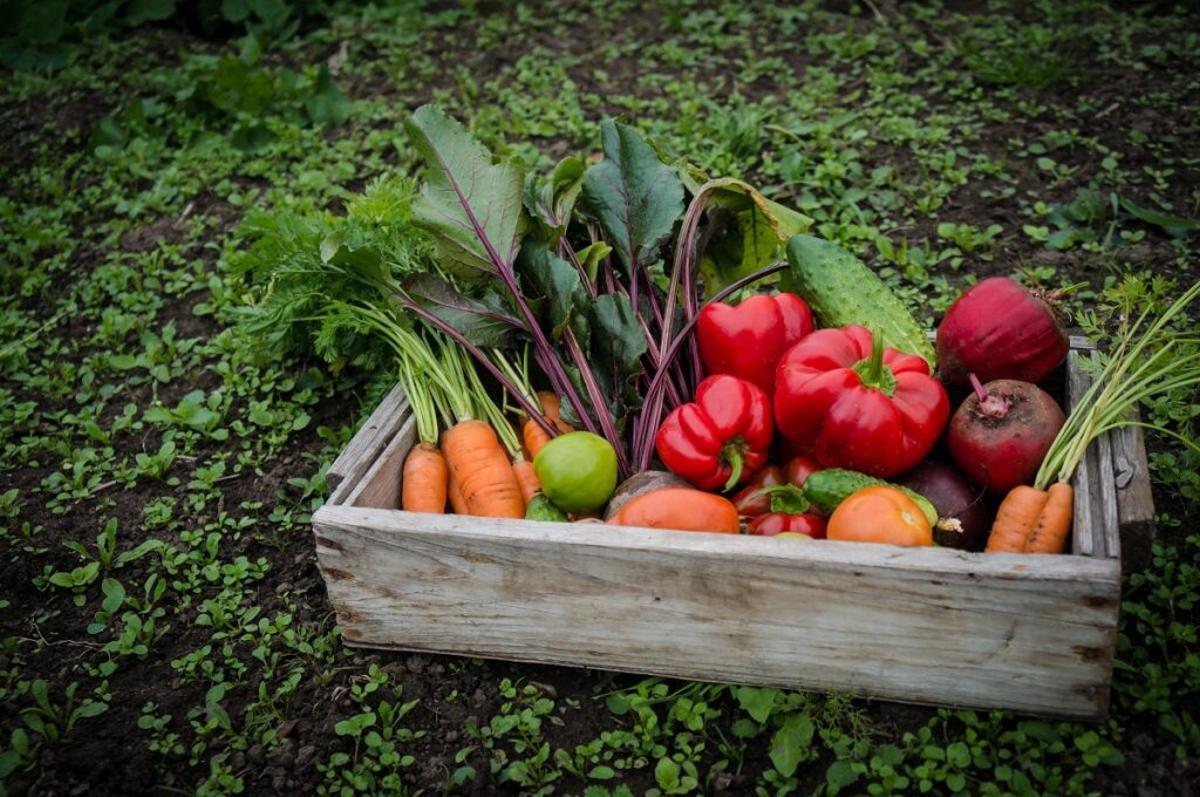 La agricultura ecológica se dispara en la Comunitat Valenciana