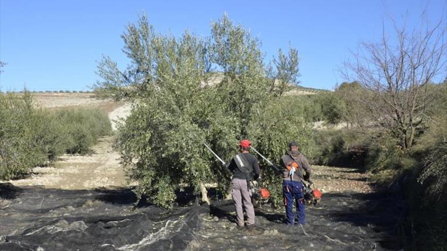 UPA abre una bolsa para contratar a 7.000 jornaleros para Huelva