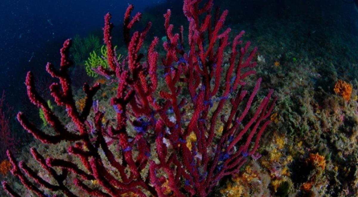 Gorgònies al Parc Natural del Montgrí.