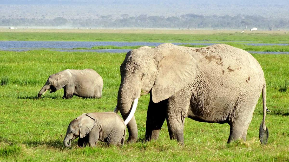 Elephants of Kenya and Tanzania