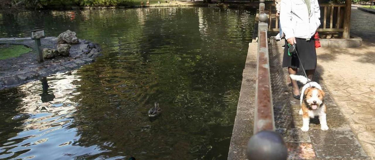 Una mujer, paseando el perro junto al estanque de los patos.