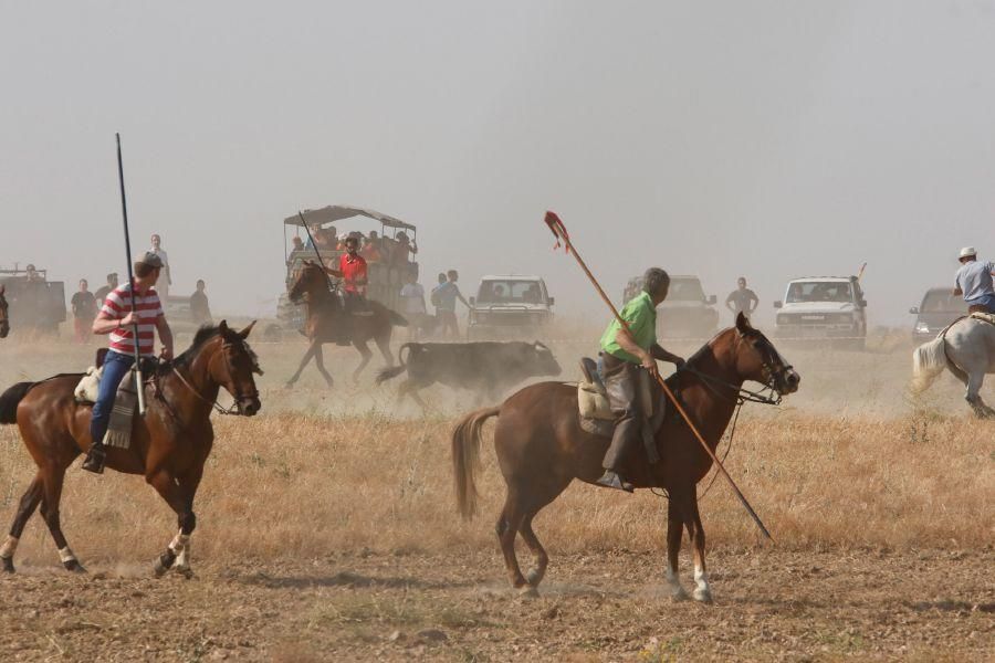 Fiestas en Zamora: Encierro en Villalpando