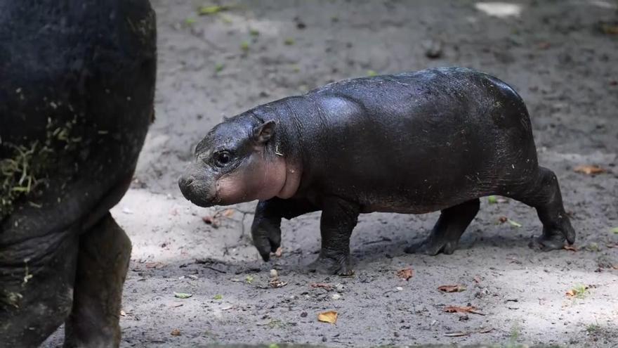 La cría de hipopótamo pigmeo sale por primera vez 