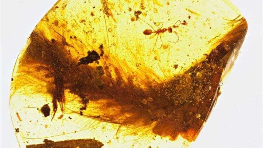 Una cola de dinosaurio conservada en ámbar de hace 99 millones de años