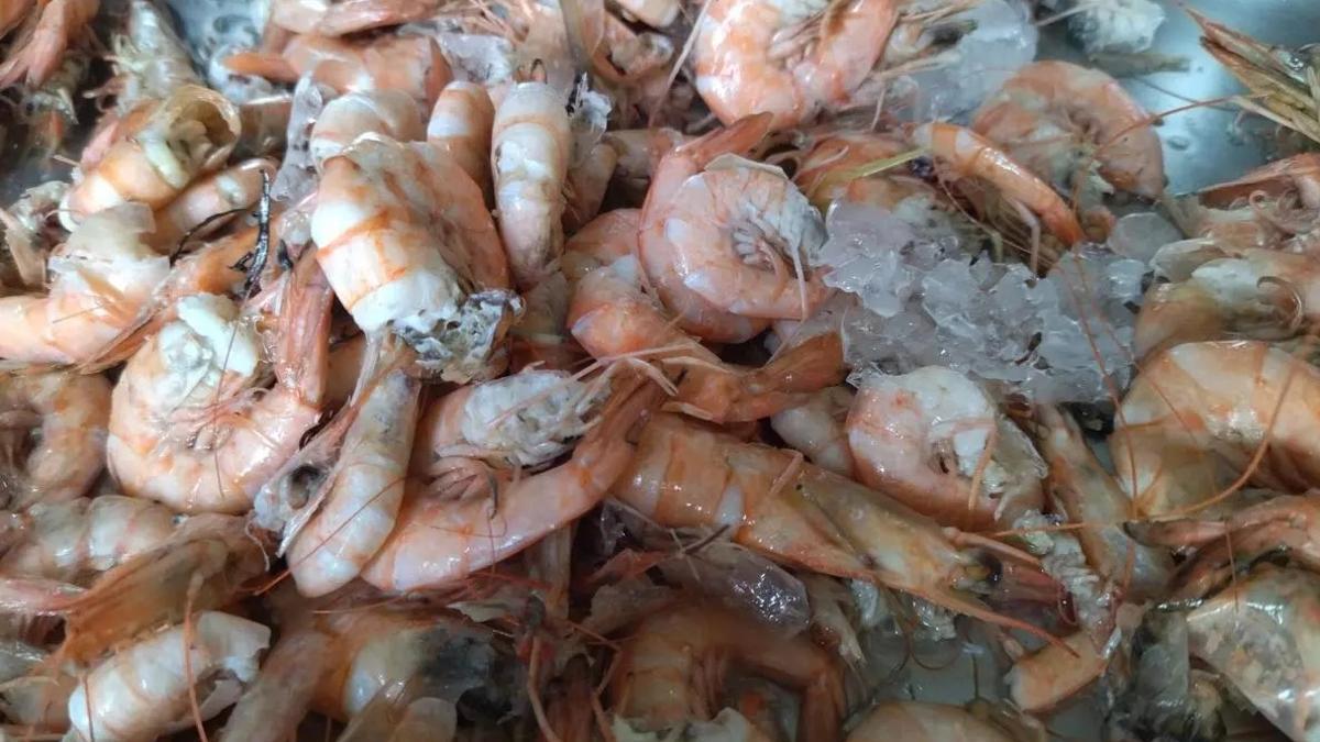 La gamba blanca de Calp