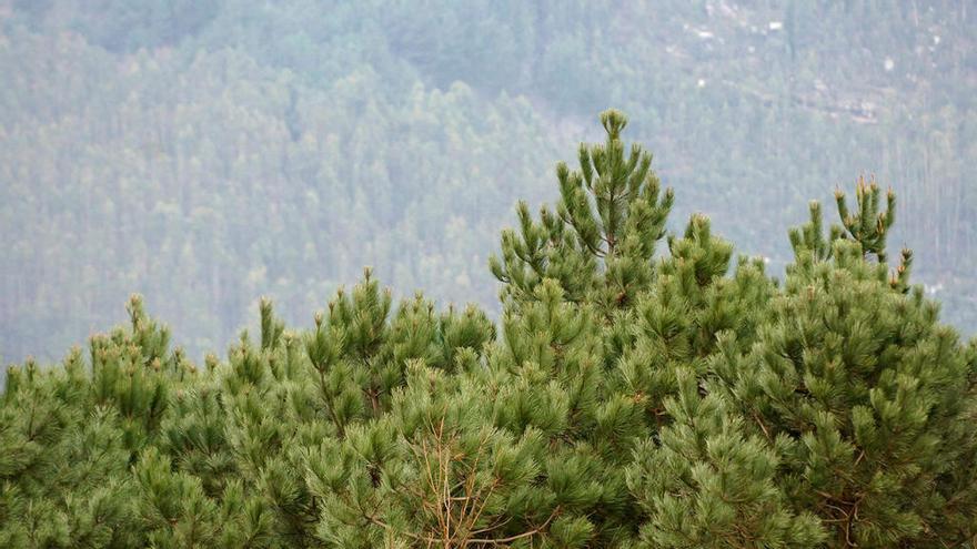 Pinos en un monte de Galicia // C. Pardellas