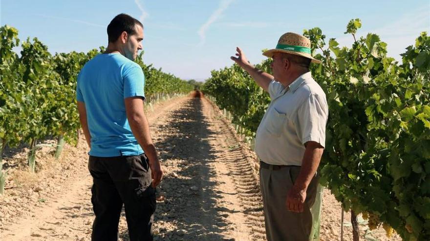 El sector vinícola calcula que la cosecha disminuirá un 20%
