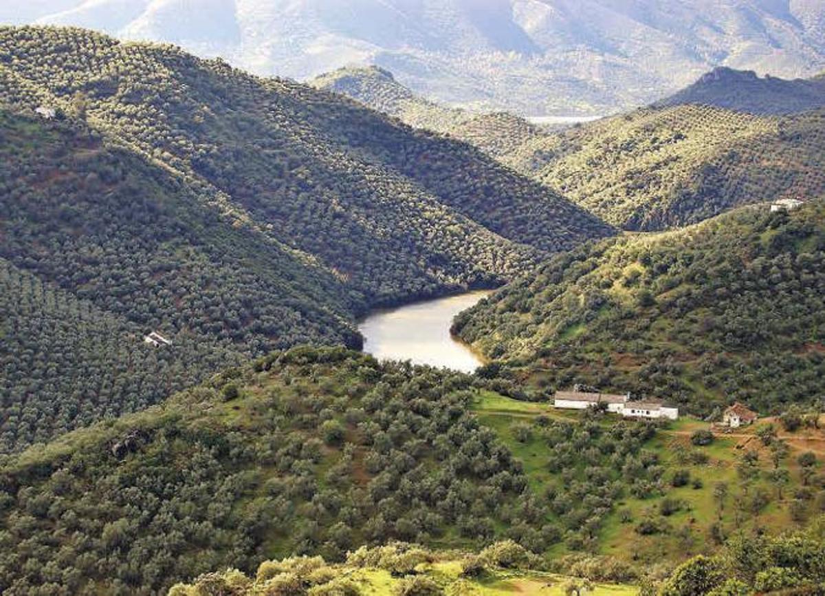 Olivar de Sierra en el término municipal de Adamuz. El municipio cuenta con el Centro de Olivar de Sierra, inaugurado en 2015.