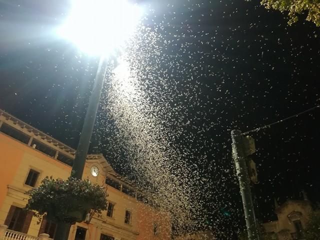 Plaga de papallones del boix a Ripoll