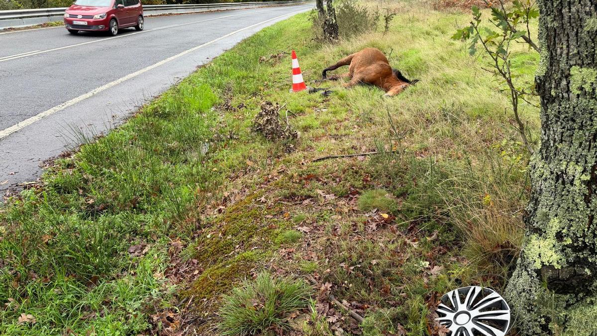 El caballo atropellado en la PO-313 esta mañana.