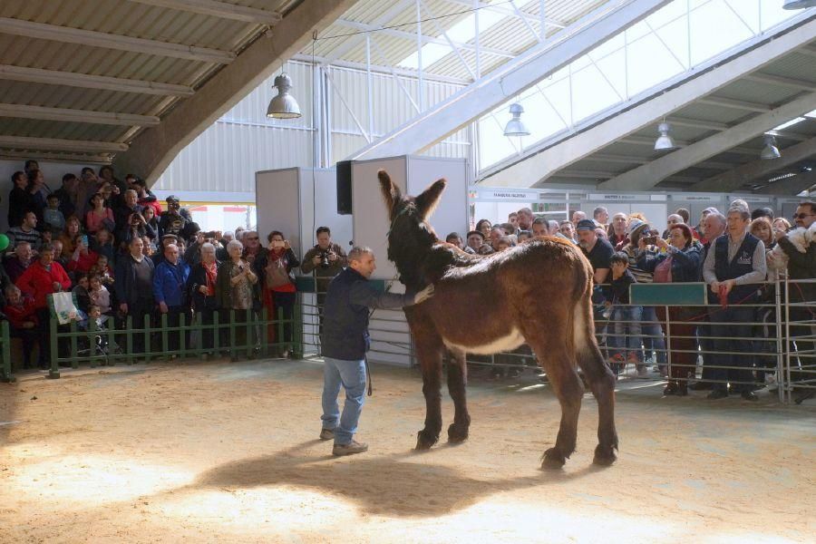 Feria del burro en San Vitero y romería