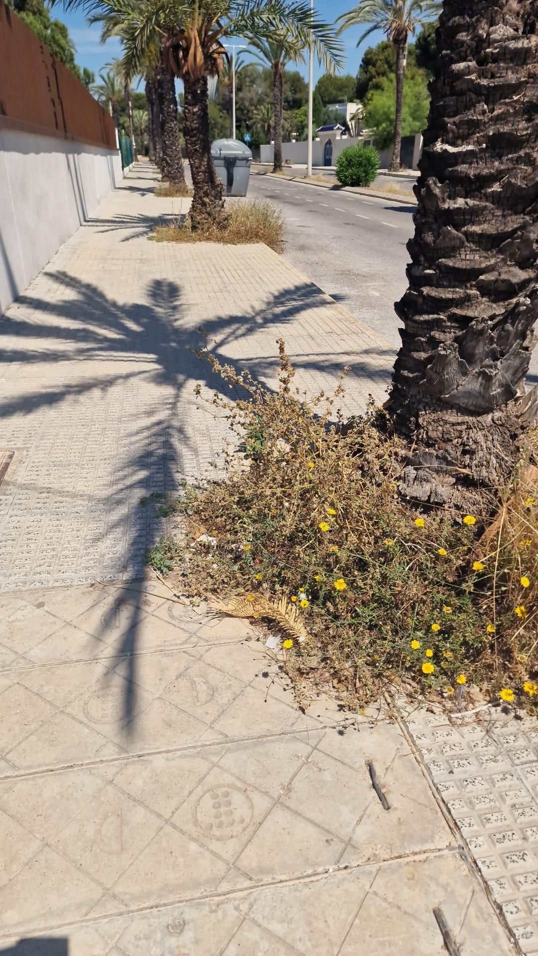 Una jungla sobre el asfalto de Orihuela Costa