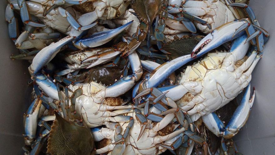 De especie invasora a manjar cotizado: luz verde a la pesca del cangrejo azul en el estuario del Guadalquivir