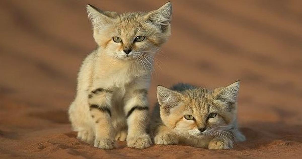 Dos ejemplares de la especie