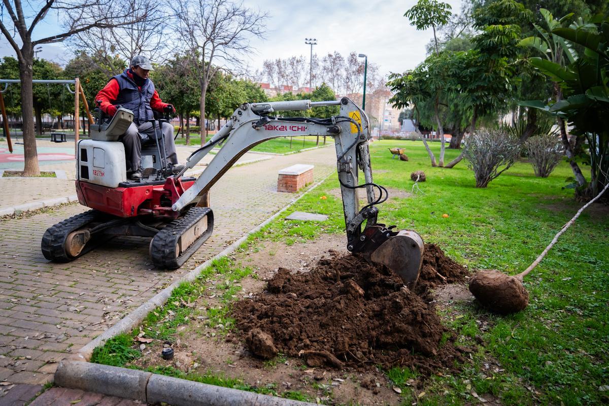 El Ayuntamiento acomete la plantación de 33 nuevos árboles en el Parque de María Luisa en sustitución de los 23 arces y chopos que fueron eliminados