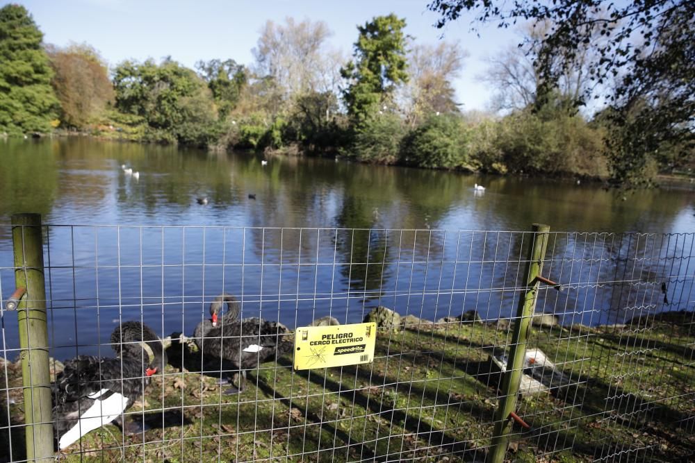 El parque Isabel la Católica supera las 600 aves