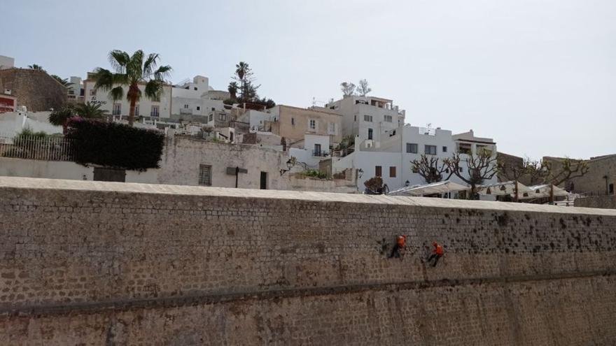 Limpieza de las murallas de Dalt Vila