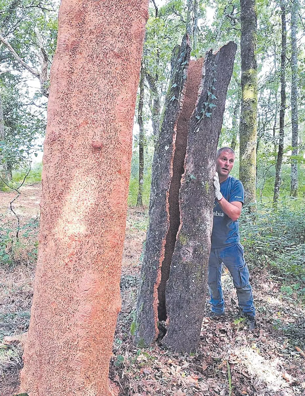 Yago Tato, el último descorchador de Deza