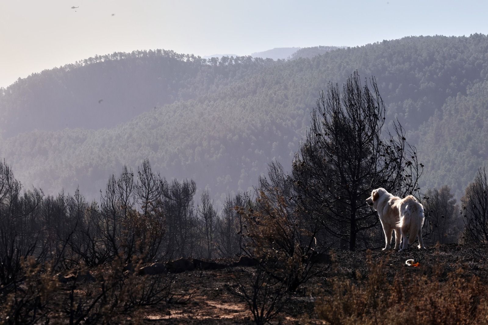 Las terribles secuelas que está dejando el grave incendio de Castellón